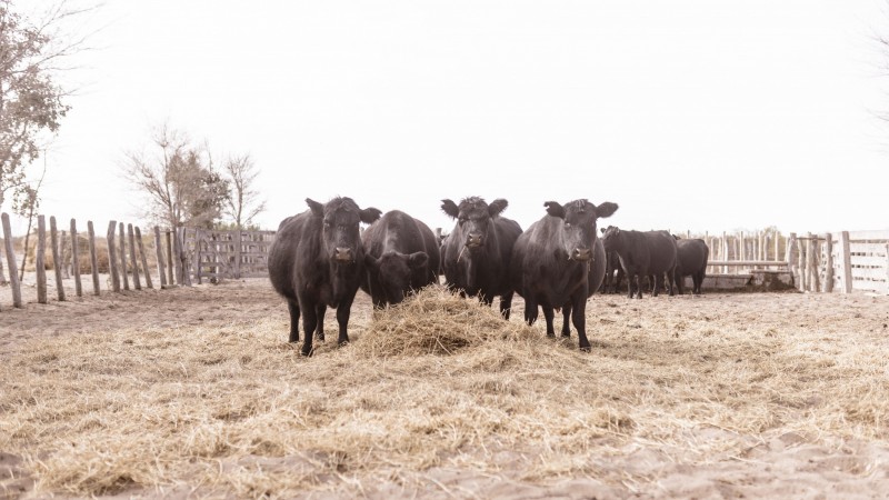 Alta producción en el semiárido mendocino